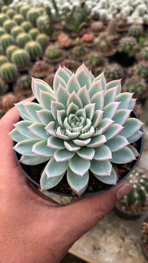 Echeveria Violet Queen, real gallery image #4 plants. Picture taken directly from kaktus.id community Echeveria farmer green houses.