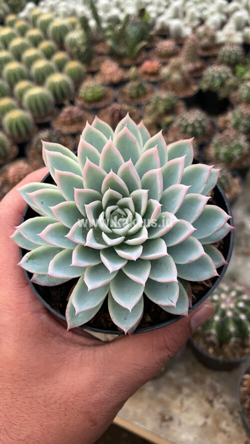 Echeveria Violet Queen, real gallery image #3 plants. Picture taken directly from kaktus.id community Echeveria farmer green houses.
