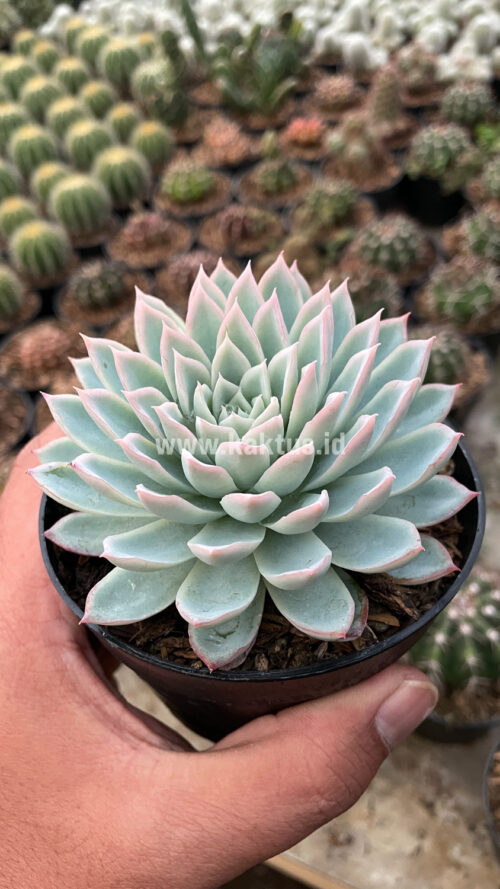 Echeveria Violet Queen, real gallery image #2 plants. Picture taken directly from kaktus.id community Echeveria farmer green houses.