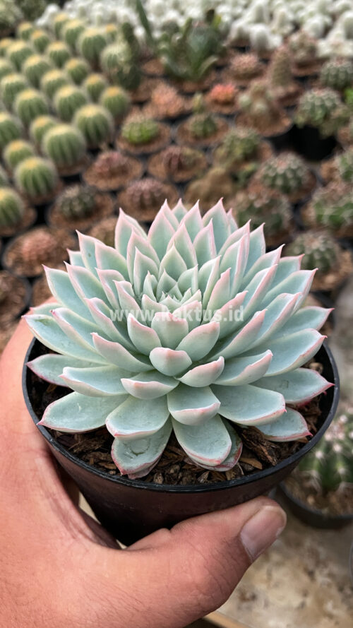 Echeveria Violet Queen, real gallery image #1 plants. Picture taken directly from kaktus.id community Echeveria farmer green houses.