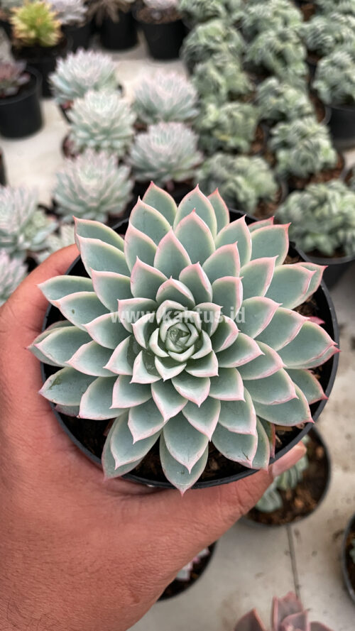 Echeveria Violet Queen, real gallery image #18 plants. Picture taken directly from kaktus.id community Echeveria farmer green houses.
