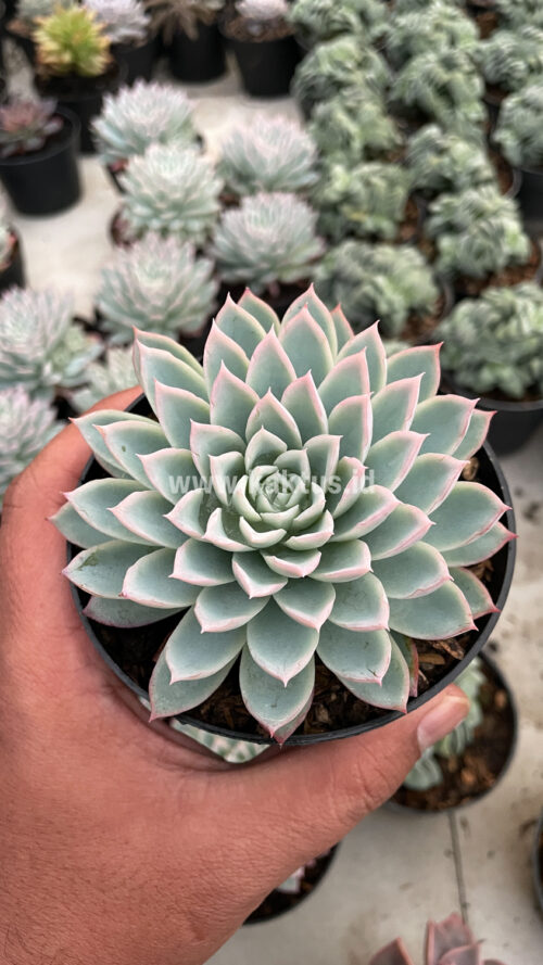 Echeveria Violet Queen, real gallery image #17 plants. Picture taken directly from kaktus.id community Echeveria farmer green houses.