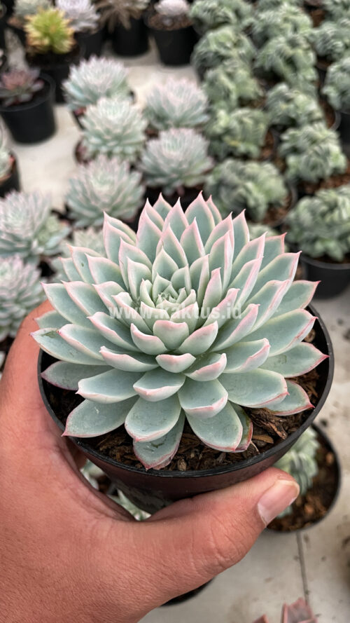 Echeveria Violet Queen, real gallery image #16 plants. Picture taken directly from kaktus.id community Echeveria farmer green houses.