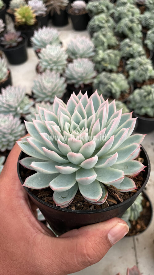 Echeveria Violet Queen, real gallery image #15 plants. Picture taken directly from kaktus.id community Echeveria farmer green houses.