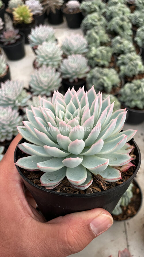 Echeveria Violet Queen, real gallery image #14 plants. Picture taken directly from kaktus.id community Echeveria farmer green houses.