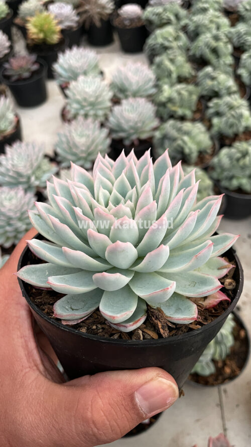 Echeveria Violet Queen, real gallery image #13 plants. Picture taken directly from kaktus.id community Echeveria farmer green houses.