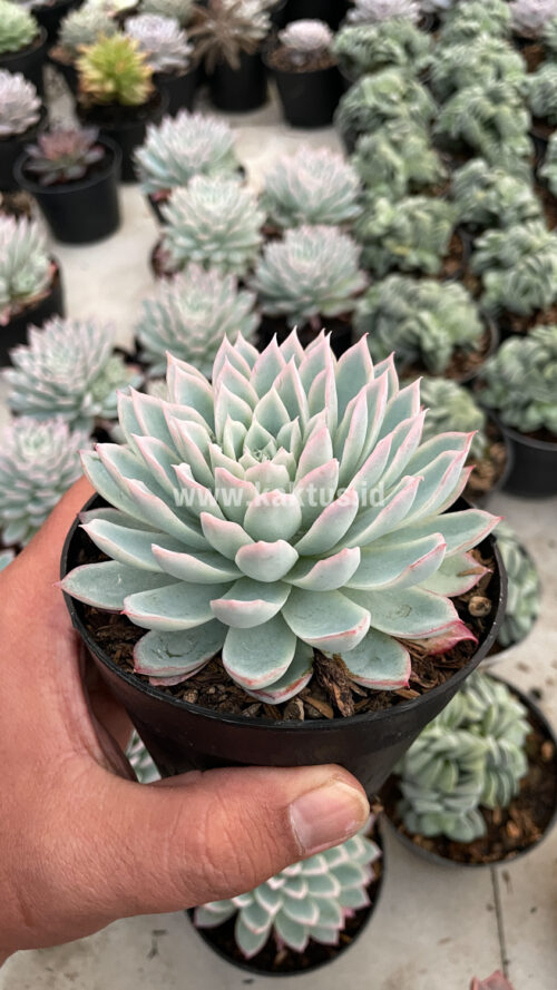 Echeveria Violet Queen, real gallery image #12 plants. Picture taken directly from kaktus.id community Echeveria farmer green houses.