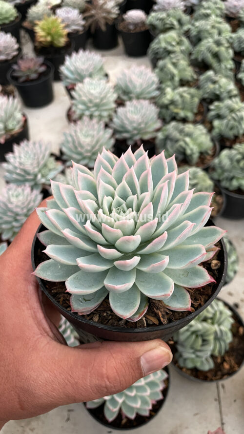 Echeveria Violet Queen, real gallery image #11 plants. Picture taken directly from kaktus.id community Echeveria farmer green houses.
