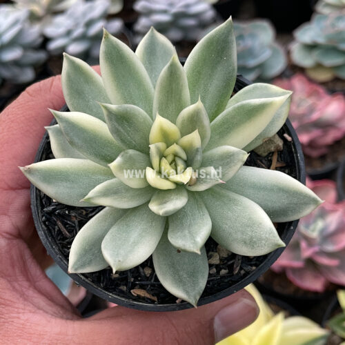 Echeveria Agavoides Cimente, real gallery image #1 plants. Picture taken directly from kaktus.id community Echeveria farmer green houses.
