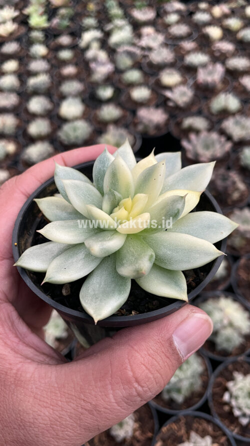 Echeveria Agavoides Cimente, real gallery image #9 plants. Picture taken directly from kaktus.id community Echeveria farmer green houses.