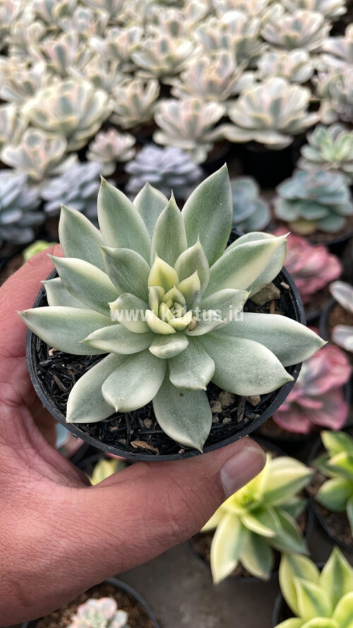 Echeveria Agavoides Cimente, real gallery image #2 plants. Picture taken directly from kaktus.id community Echeveria farmer green houses.