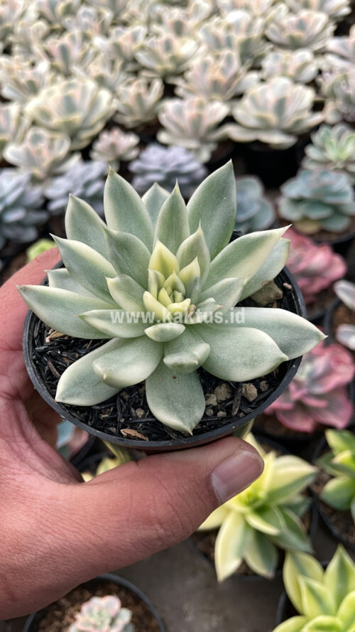 Echeveria Agavoides Cimente, real gallery image #3 plants. Picture taken directly from kaktus.id community Echeveria farmer green houses.