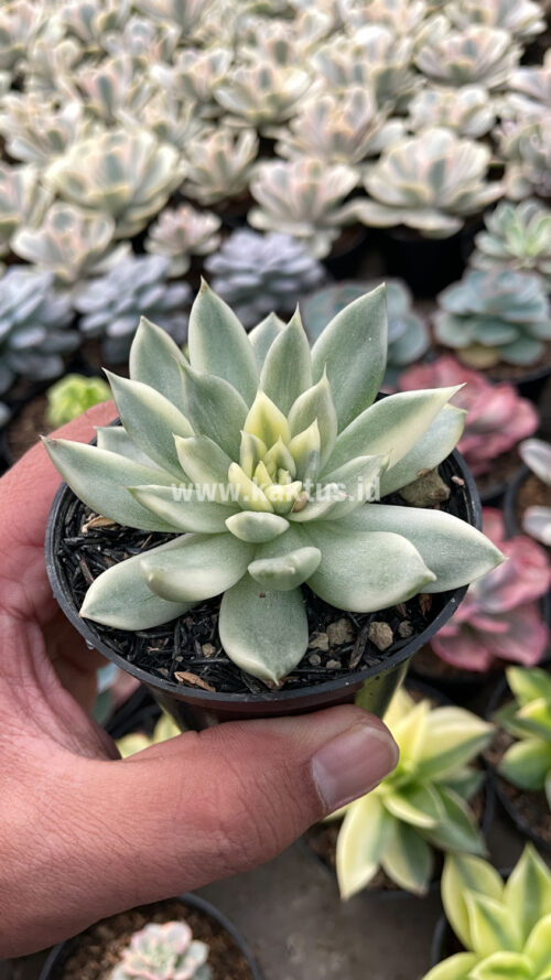 Echeveria Agavoides Cimente, real gallery image #4 plants. Picture taken directly from kaktus.id community Echeveria farmer green houses.