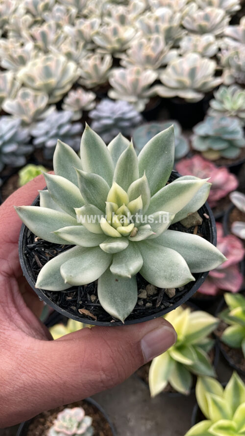 Echeveria Agavoides Cimente, real gallery image #5 plants. Picture taken directly from kaktus.id community Echeveria farmer green houses.