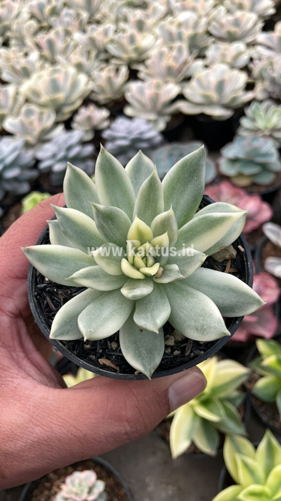 kaktus.id