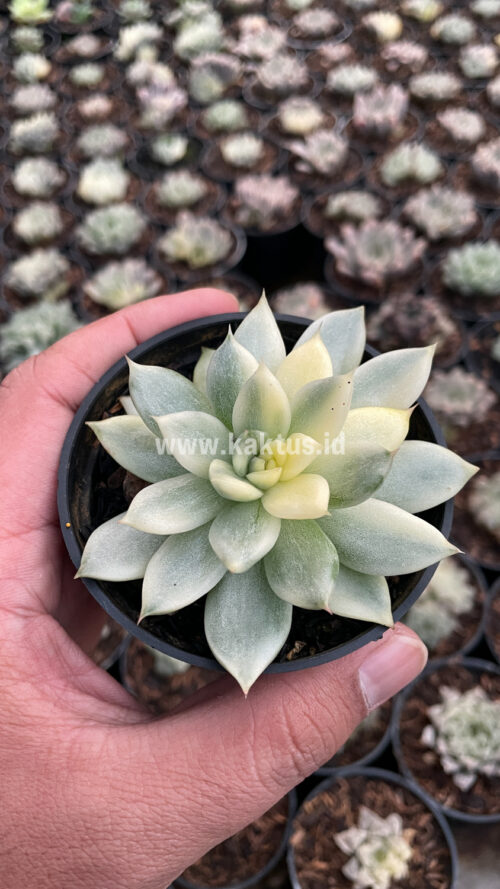 Echeveria Agavoides Cimente, real gallery image #7 plants. Picture taken directly from kaktus.id community Echeveria farmer green houses.
