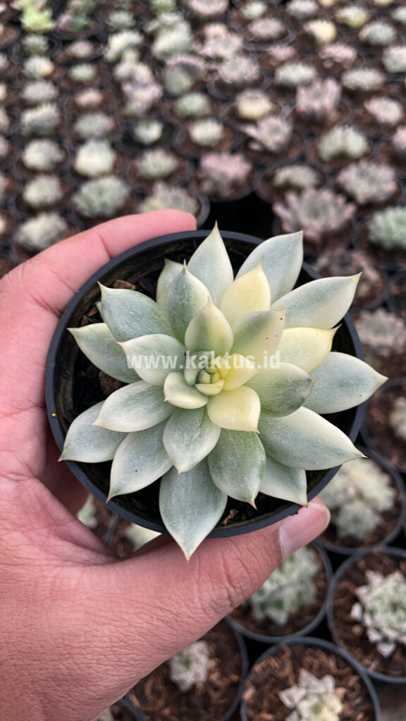 kaktus.id
