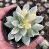Echeveria Agavoides Cimente, real feature image plant. Picture taken directly from kaktus.id community Echeveria farmer green houses.