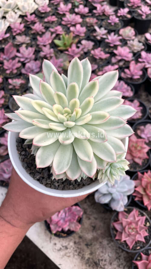 Echeveria Mebina Variegated Cluster, real gallery image #16 plants. Picture taken directly from kaktus.id community Echeveria farmer green houses.