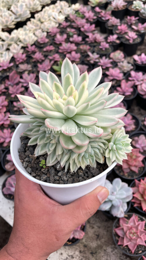 Echeveria Mebina Variegated Cluster, real gallery image #7 plants. Picture taken directly from kaktus.id community Echeveria farmer green houses.
