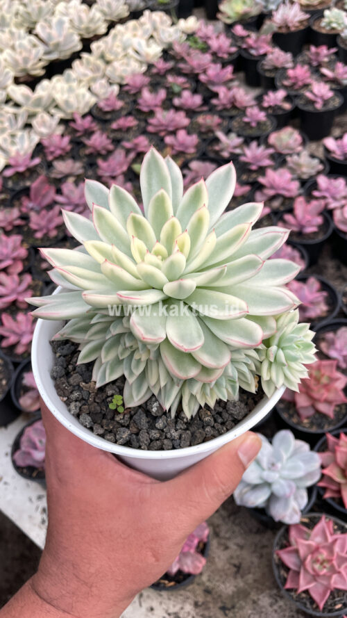 Echeveria Mebina Variegated Cluster, real gallery image #6 plants. Picture taken directly from kaktus.id community Echeveria farmer green houses.