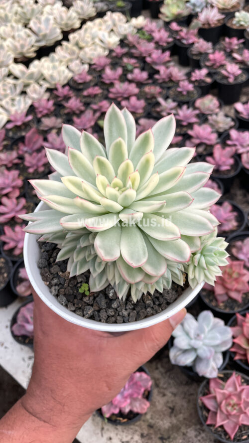 Echeveria Mebina Variegated Cluster, real gallery image #5 plants. Picture taken directly from kaktus.id community Echeveria farmer green houses.