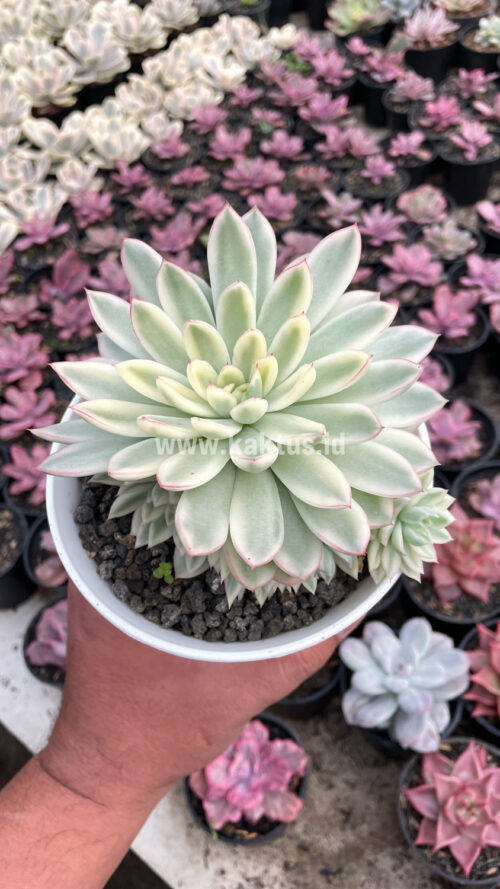 Echeveria Mebina Variegated Cluster, real gallery image #4 plants. Picture taken directly from kaktus.id community Echeveria farmer green houses.