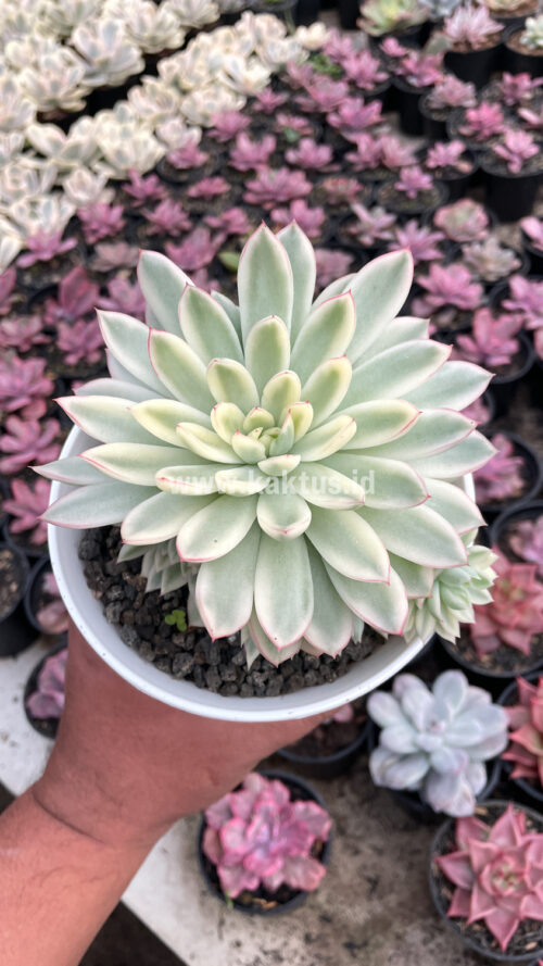 Echeveria Mebina Variegated Cluster, real gallery image #3 plants. Picture taken directly from kaktus.id community Echeveria farmer green houses.
