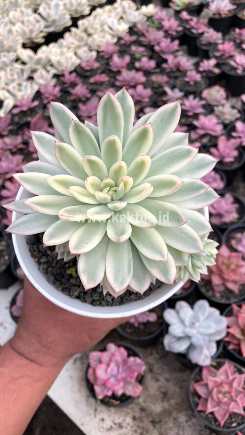 Echeveria Mebina Variegated Cluster, real gallery image #2 plants. Picture taken directly from kaktus.id community Echeveria farmer green houses.