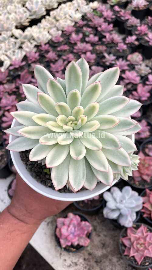 Echeveria Mebina Variegated Cluster, real gallery image #1 plants. Picture taken directly from kaktus.id community Echeveria farmer green houses.
