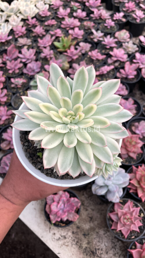 Echeveria Mebina Variegated Cluster, real gallery image #15 plants. Picture taken directly from kaktus.id community Echeveria farmer green houses.