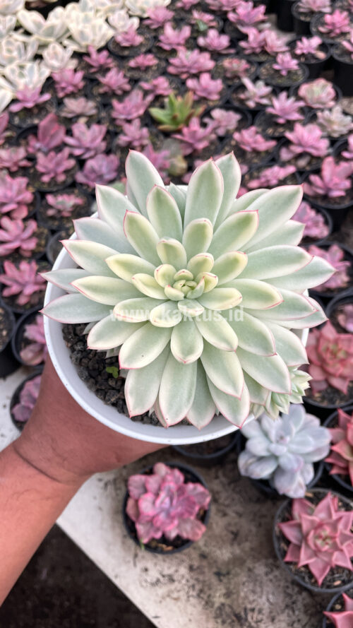 Echeveria Mebina Variegated Cluster, real gallery image #14 plants. Picture taken directly from kaktus.id community Echeveria farmer green houses.