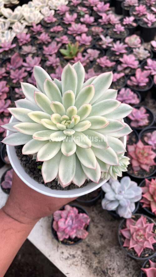 Echeveria Mebina Variegated Cluster, real gallery image #13 plants. Picture taken directly from kaktus.id community Echeveria farmer green houses.