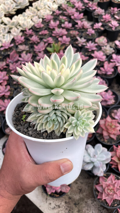 Echeveria Mebina Variegated Cluster, real gallery image #12 plants. Picture taken directly from kaktus.id community Echeveria farmer green houses.