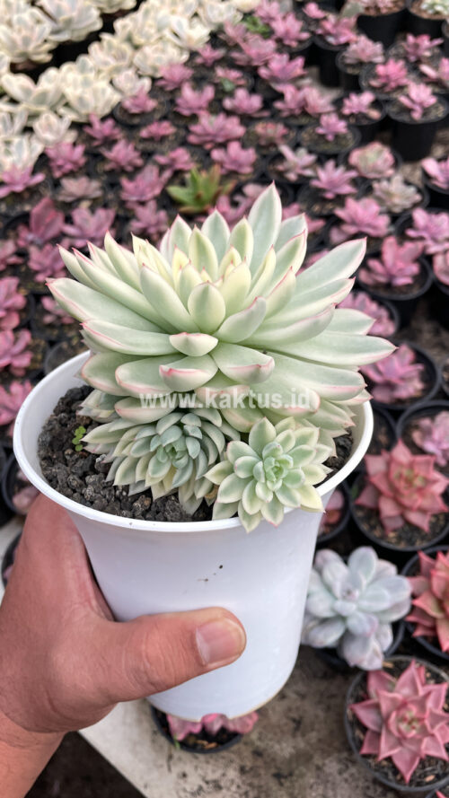 Echeveria Mebina Variegated Cluster, real gallery image #11 plants. Picture taken directly from kaktus.id community Echeveria farmer green houses.