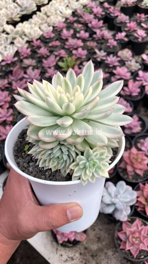 Echeveria Mebina Variegated Cluster, real gallery image #10 plants. Picture taken directly from kaktus.id community Echeveria farmer green houses.