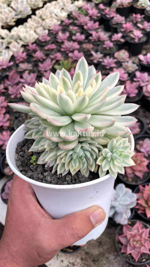 Echeveria Mebina Variegated Cluster, real gallery image #9 plants. Picture taken directly from kaktus.id community Echeveria farmer green houses.