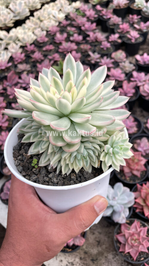 Echeveria Mebina Variegated Cluster, real gallery image #8 plants. Picture taken directly from kaktus.id community Echeveria farmer green houses.