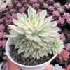 Echeveria Mebina Variegated Cluster, real feature image plant. Picture taken directly from kaktus.id community Echeveria farmer green houses.