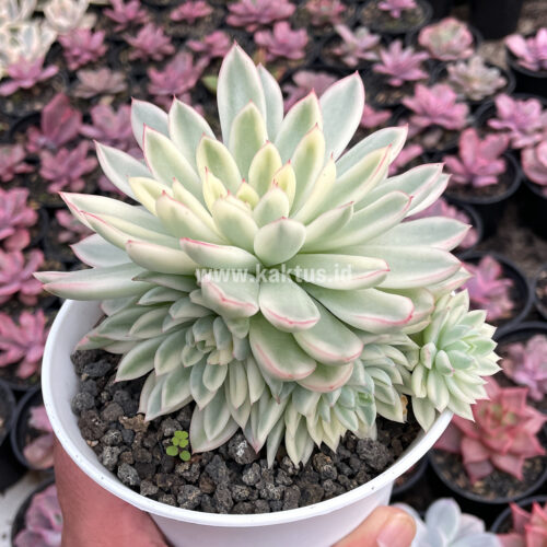 Echeveria Mebina Variegated Cluster, real feature image plant. Picture taken directly from kaktus.id community Echeveria farmer green houses.