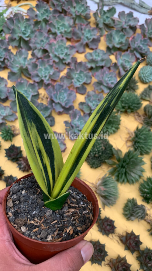 Sansevieria Gold Flame Pipe Leaf, real gallery image #3 plants. Picture taken directly from kaktus.id community Sansevieria farmer green houses.
