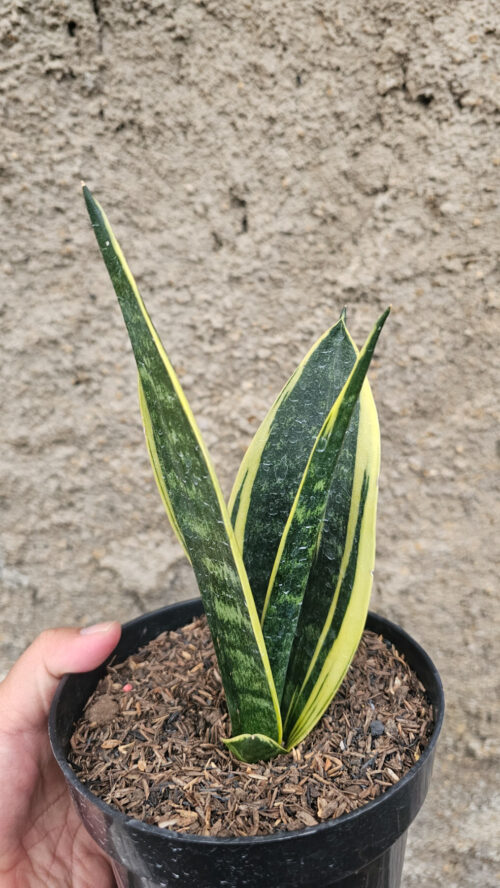 Sansevieria Gold Flame Pipe Leaf, real gallery image #6 plants. Picture taken directly from kaktus.id community Sansevieria farmer green houses.