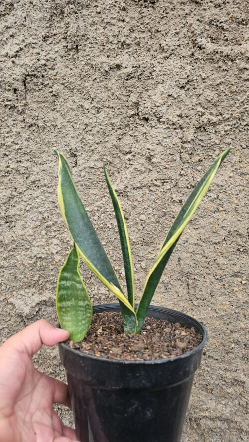 Sansevieria Gold Flame Pipe Leaf, real gallery image #4 plants. Picture taken directly from kaktus.id community Sansevieria farmer green houses.