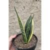 Sansevieria Gold Flame Pipe Leaf, real feature image plant. Picture taken directly from kaktus.id community Sansevieria farmer green houses.