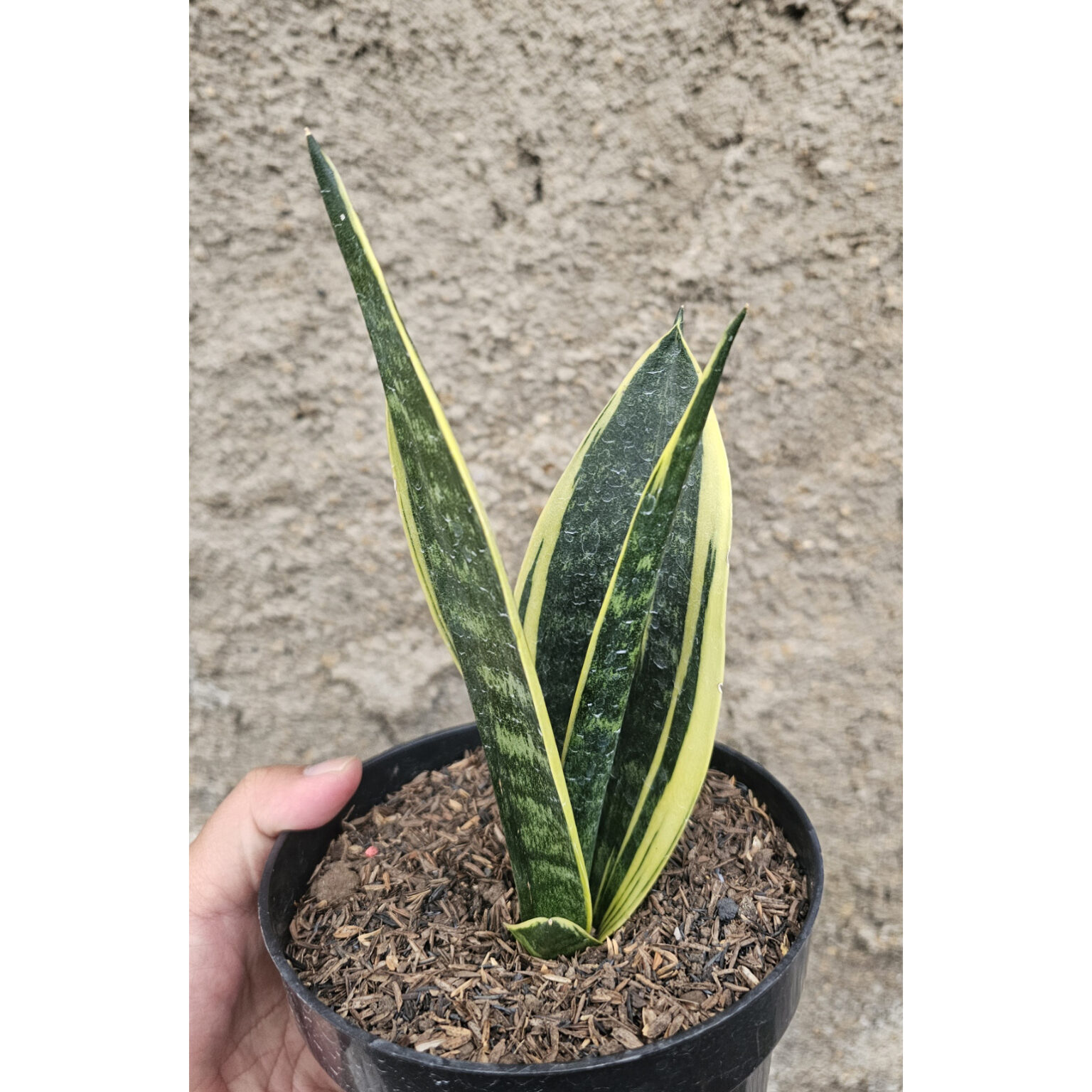 Sansevieria Gold Flame Pipe Leaf, real feature image plant. Picture taken directly from kaktus.id community Sansevieria farmer green houses.