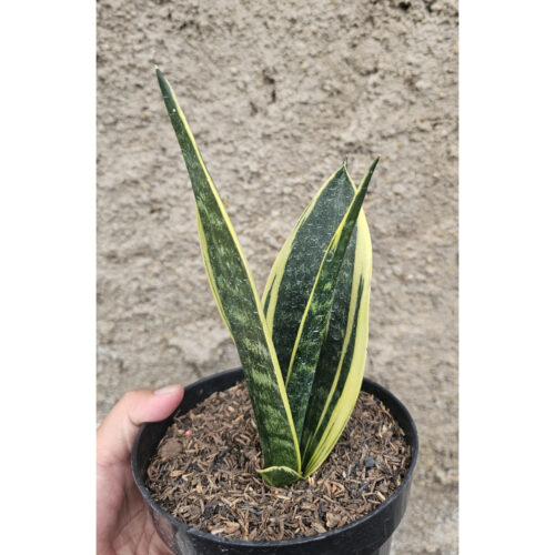 905. Sansevieria Gold Flame Pipe Leaf