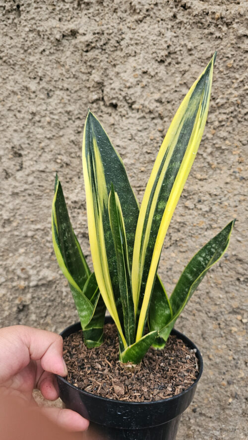 Sansevieria Gold Flame Pipe Leaf, real gallery image #2 plants. Picture taken directly from kaktus.id community Sansevieria farmer green houses.
