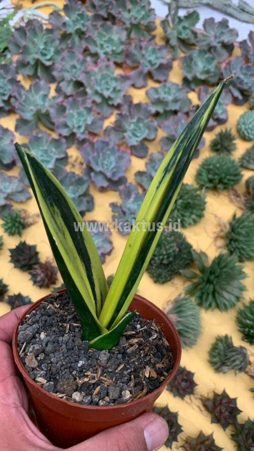 Sansevieria Gold Flame Pipe Leaf, real gallery image #8 plants. Picture taken directly from kaktus.id community Sansevieria farmer green houses.
