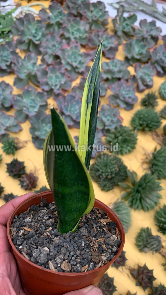 kaktus.id