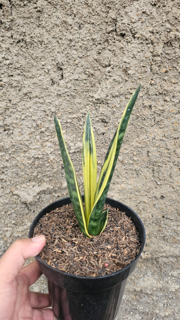 kaktus.id